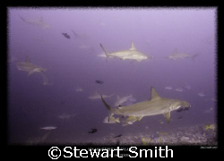 schooling hammerheads by Stewart Smith 